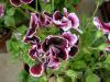 Pelargonium --Imperial--